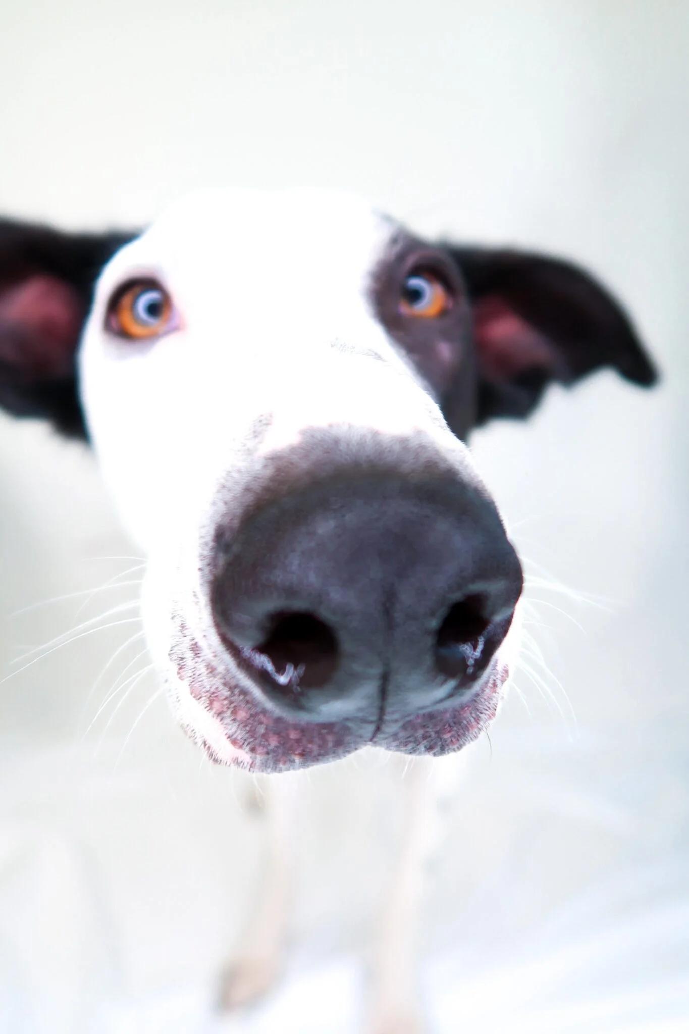 Jonah, a ADOPTABLE mixed breed in Bixby, OK image 4/6