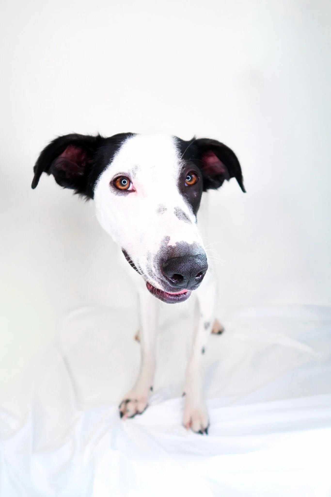 Jonah, a ADOPTABLE mixed breed in Bixby, OK image 6/6