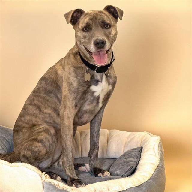 KORRA, Adoptable, Adult Female Pit Bull Terrier & Mixed Breed.