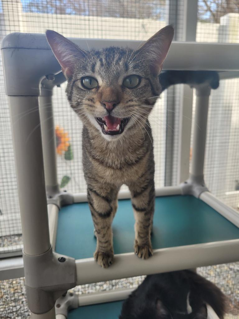 Enlarge MILA Kitten, a Adoptable mixed breed in New Bern, NC image 1/4