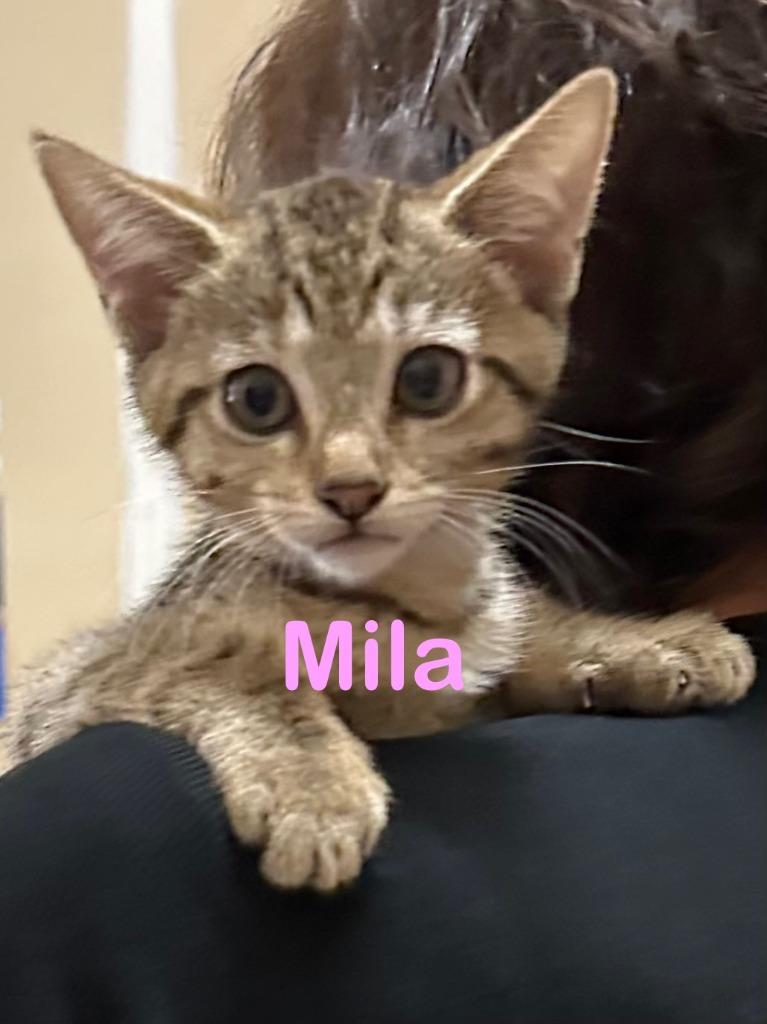 Enlarge MILA Kitten, a Adoptable mixed breed in New Bern, NC image 2/4