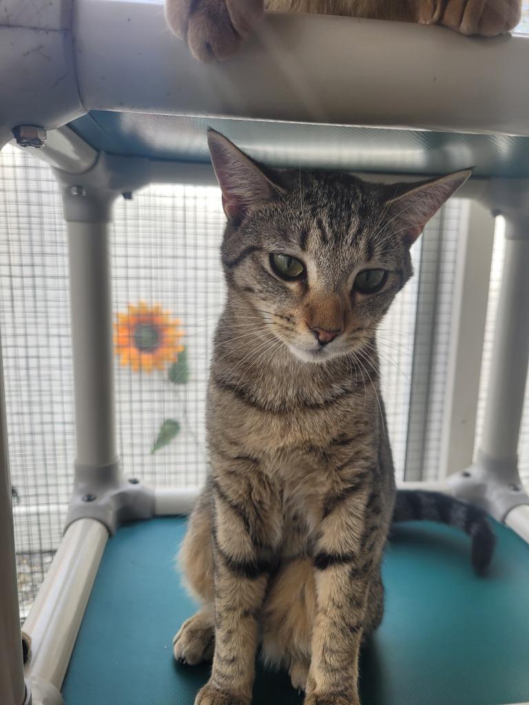 Enlarge MILA Kitten, a Adoptable mixed breed in New Bern, NC image 3/4