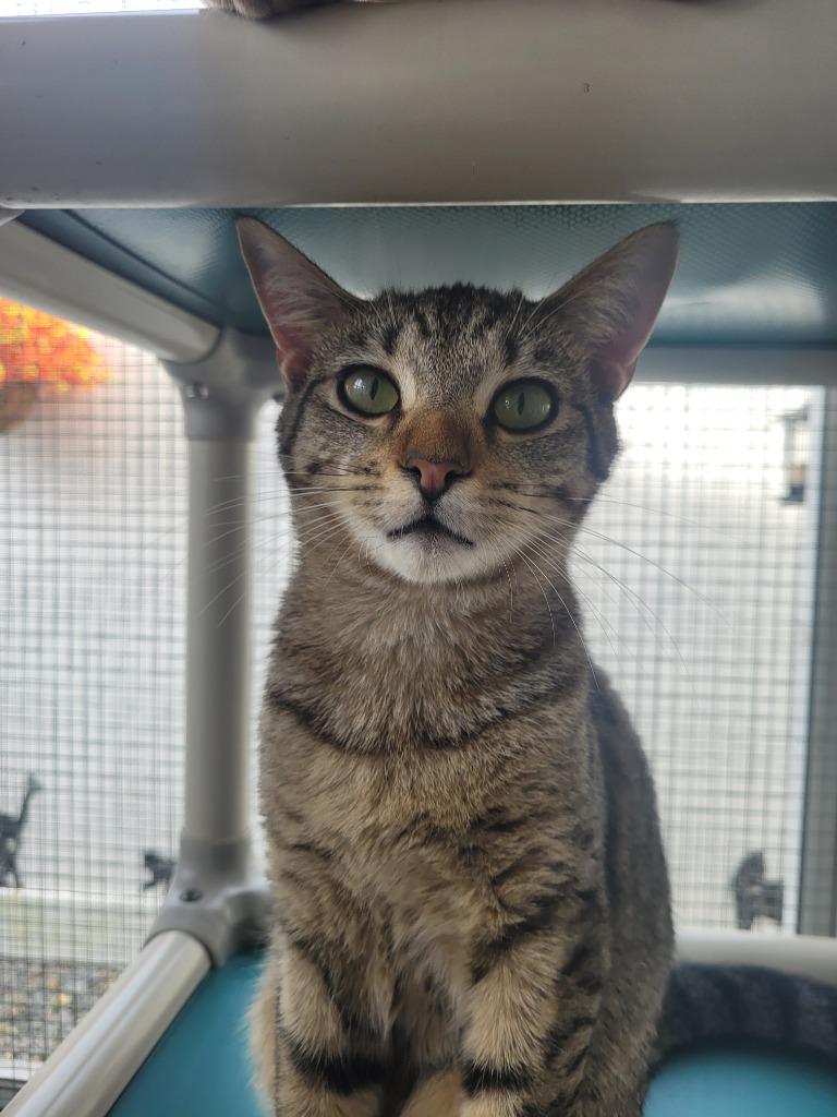 Enlarge MILA Kitten, a Adoptable mixed breed in New Bern, NC image 4/4