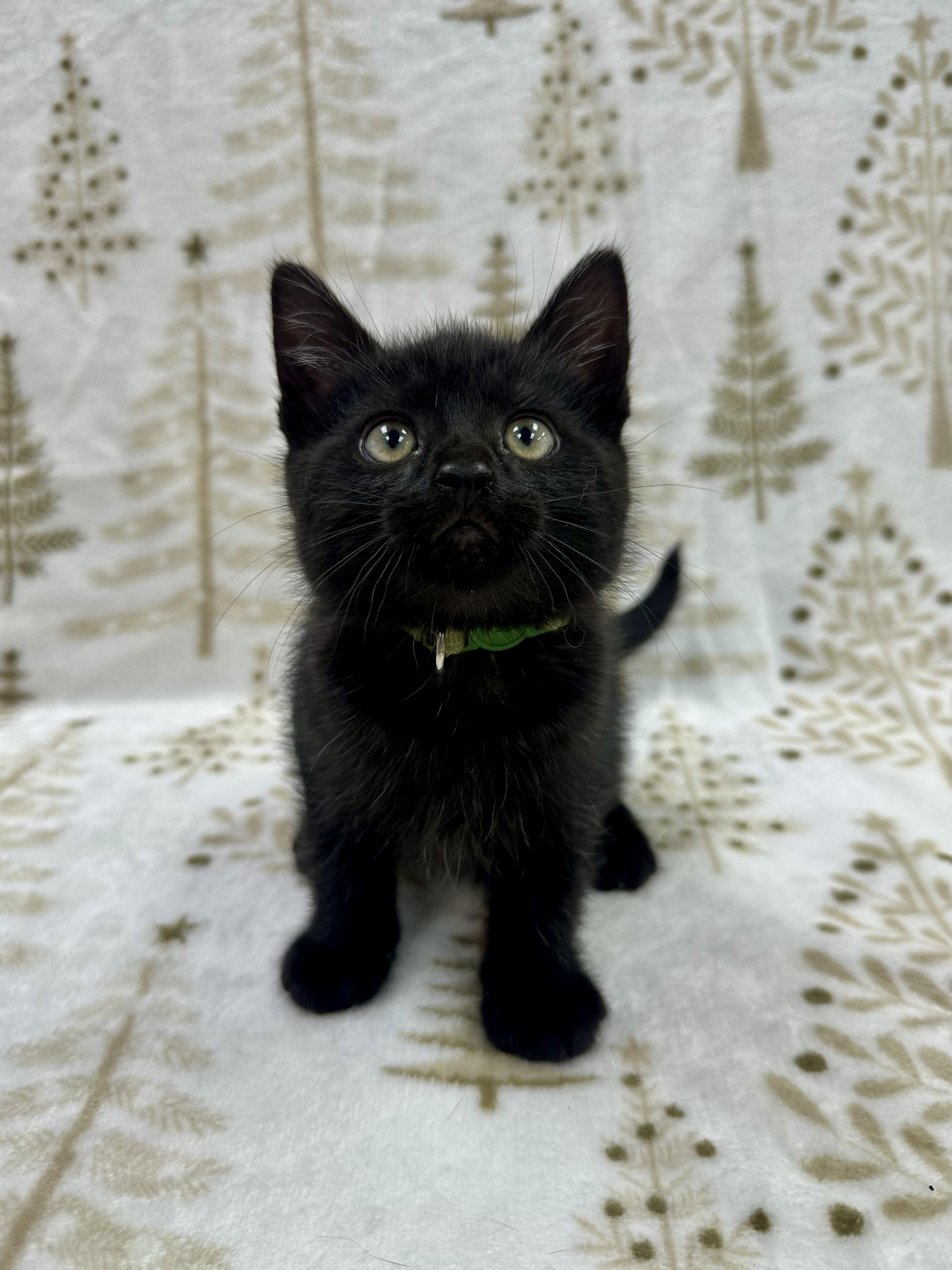 Michelangelo, Adoptable, Kitten Male Domestic Short Hair.