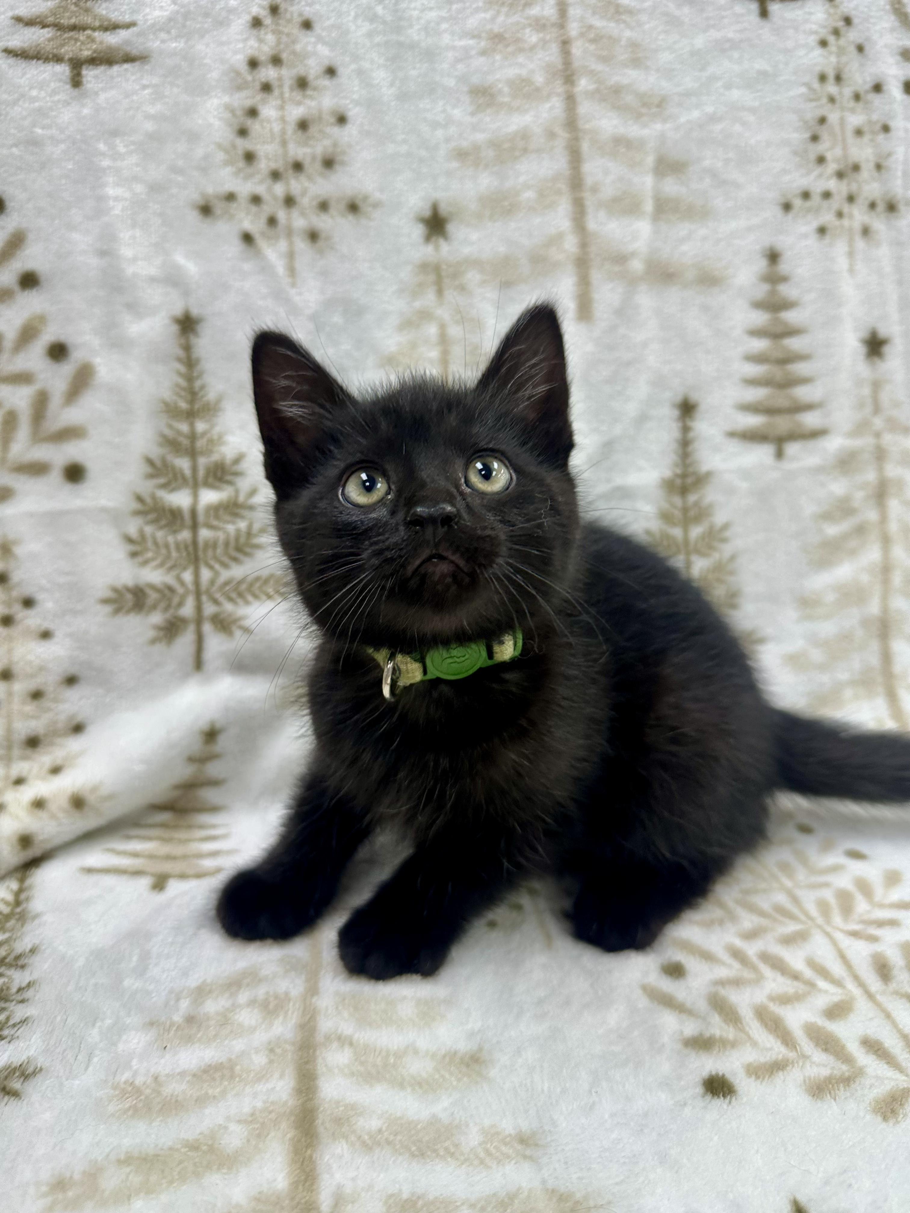 Michelangelo, a Adoptable Domestic Short Hair in Columbus, OH image 2/6