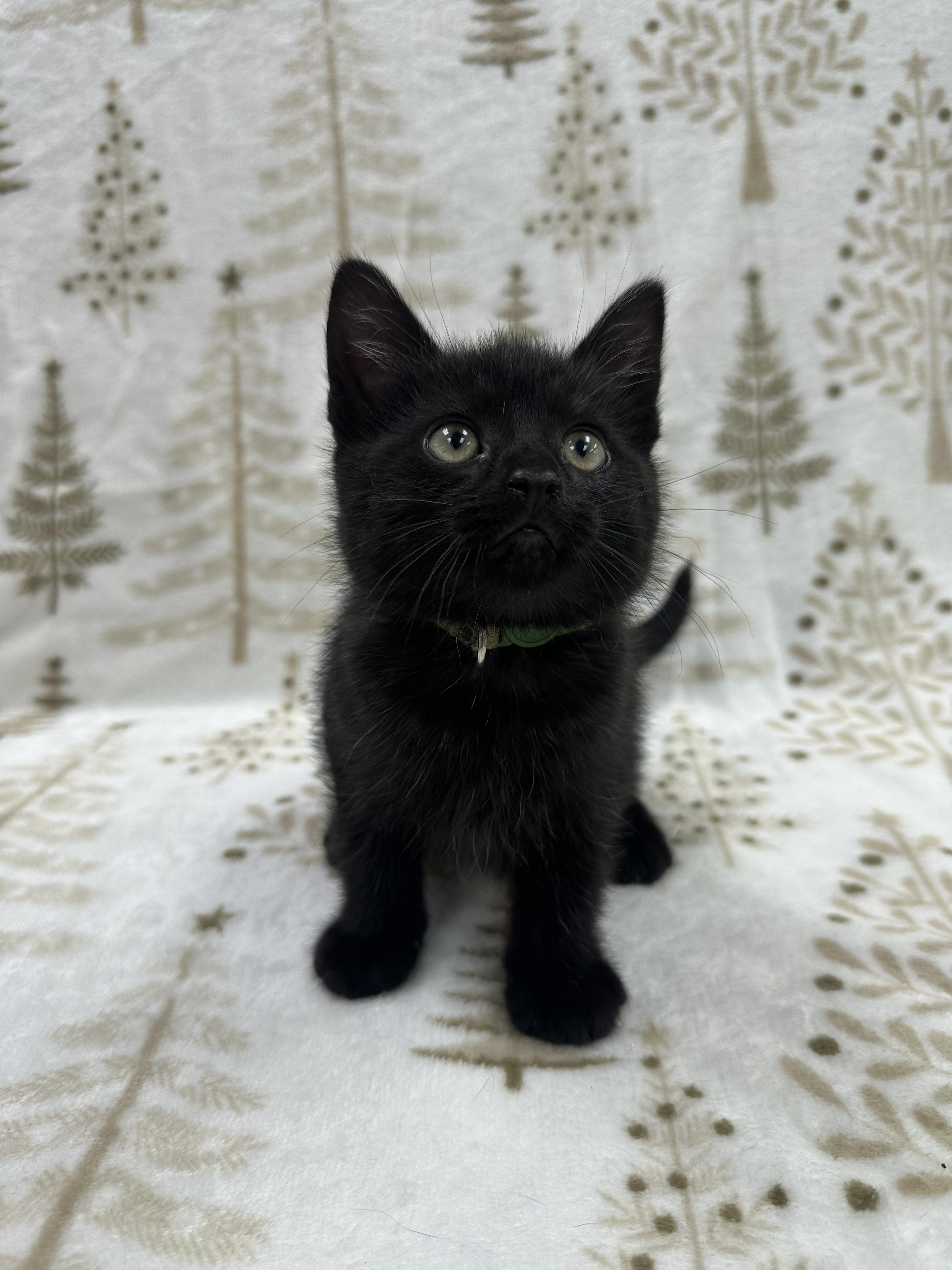 Michelangelo, a Adoptable Domestic Short Hair in Columbus, OH image 3/6