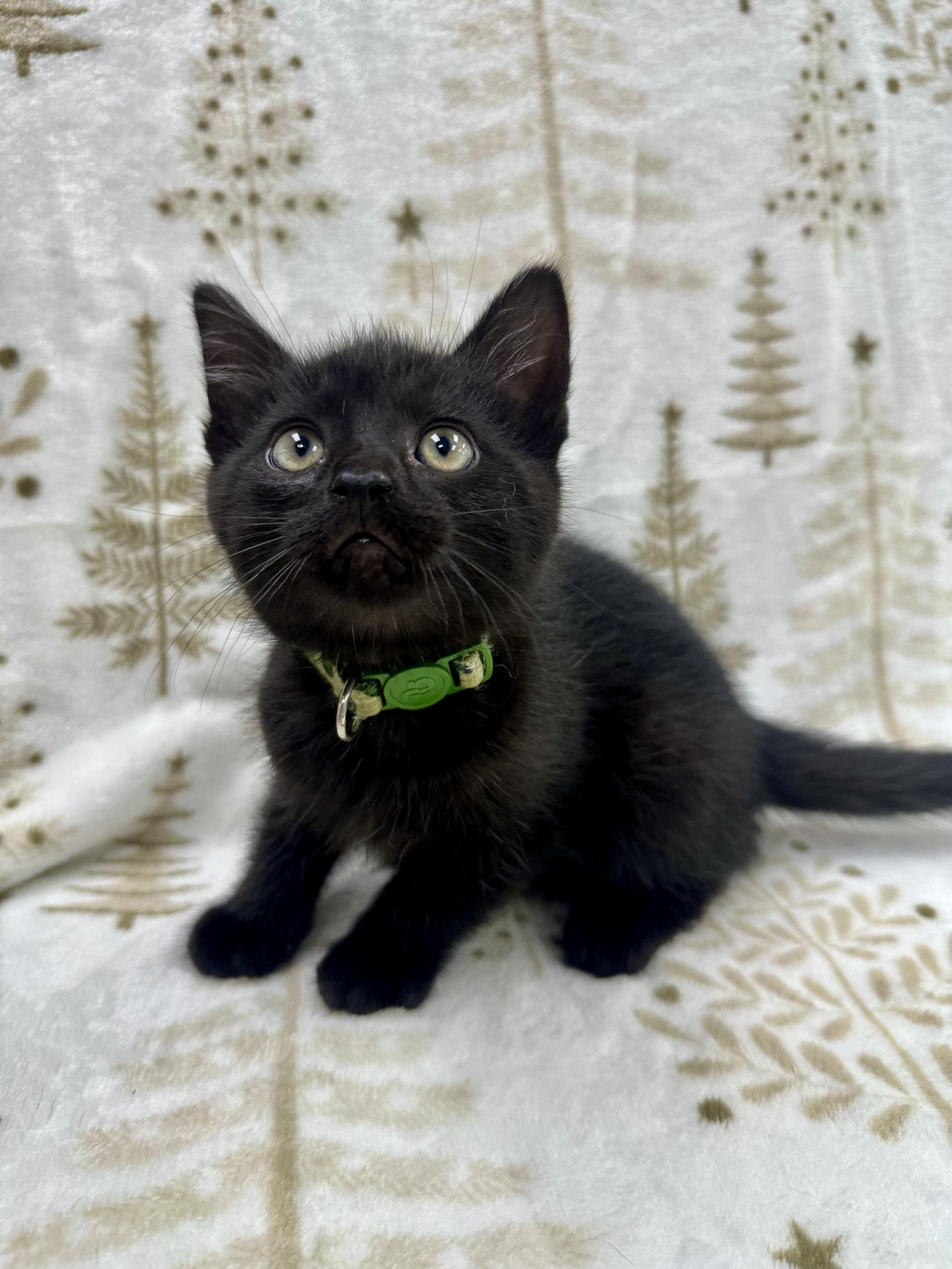 Michelangelo, a Adoptable Domestic Short Hair in Columbus, OH image 4/6