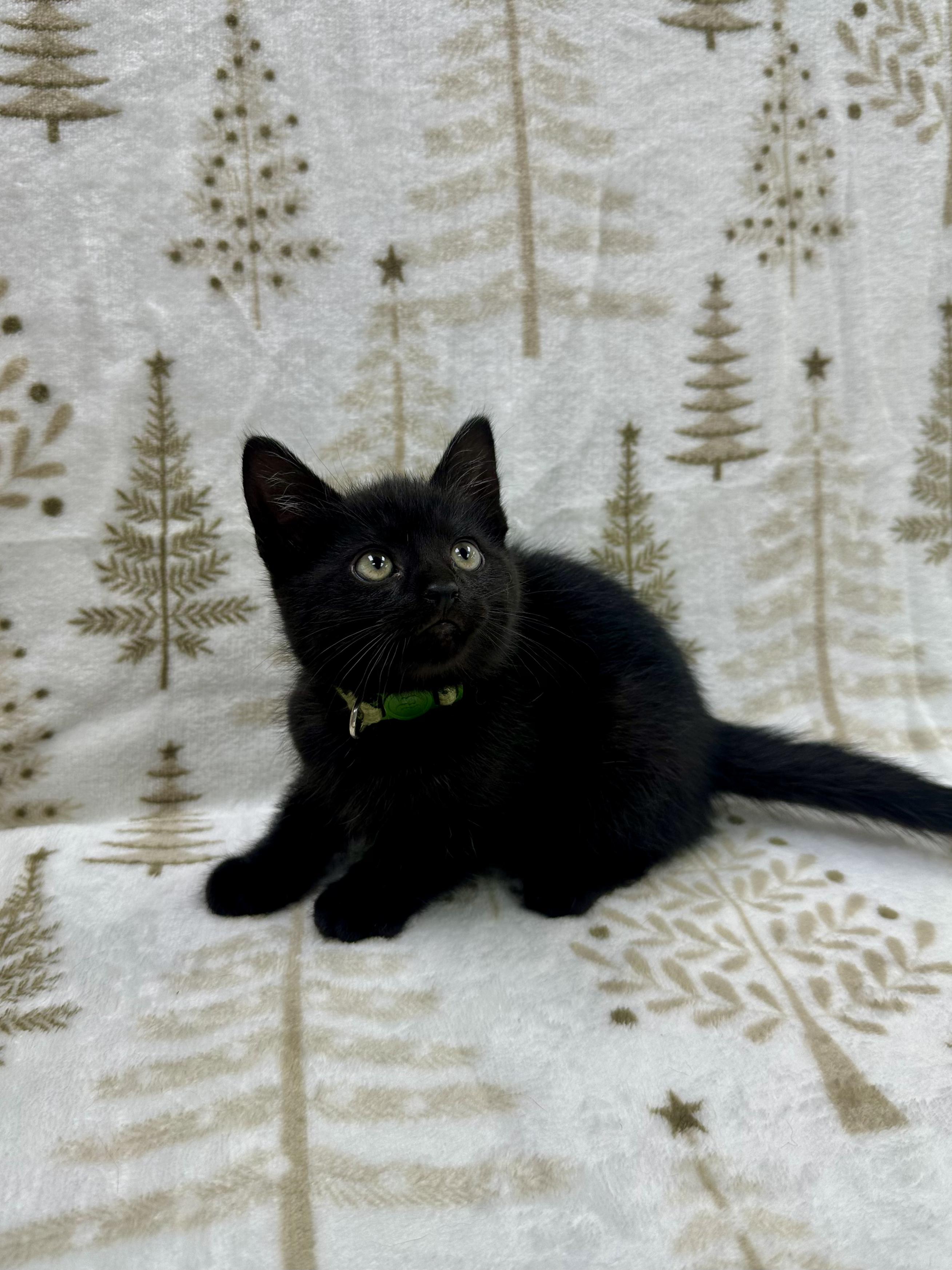 Michelangelo, a Adoptable Domestic Short Hair in Columbus, OH image 5/6