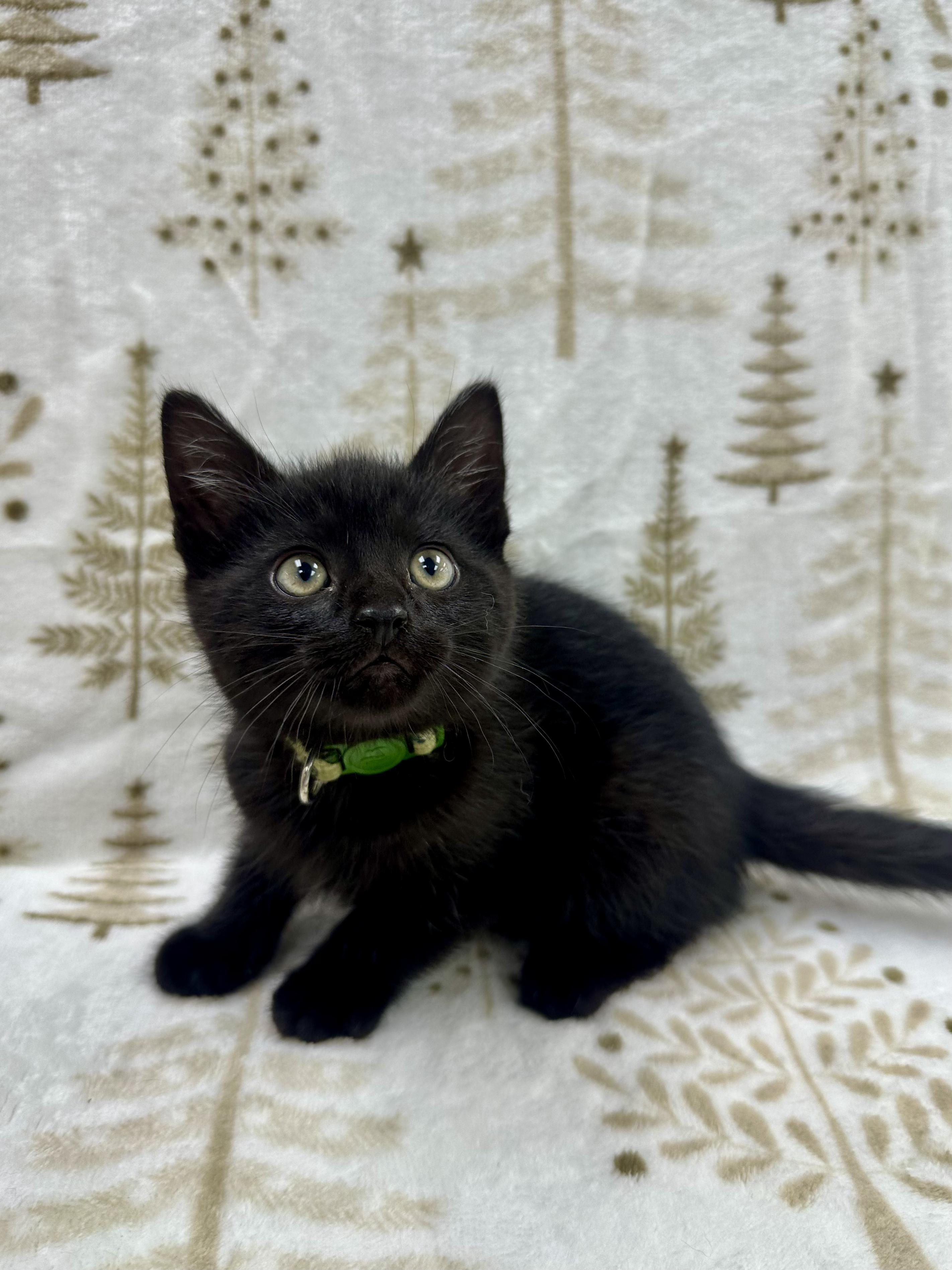 Michelangelo, a Adoptable Domestic Short Hair in Columbus, OH image 6/6