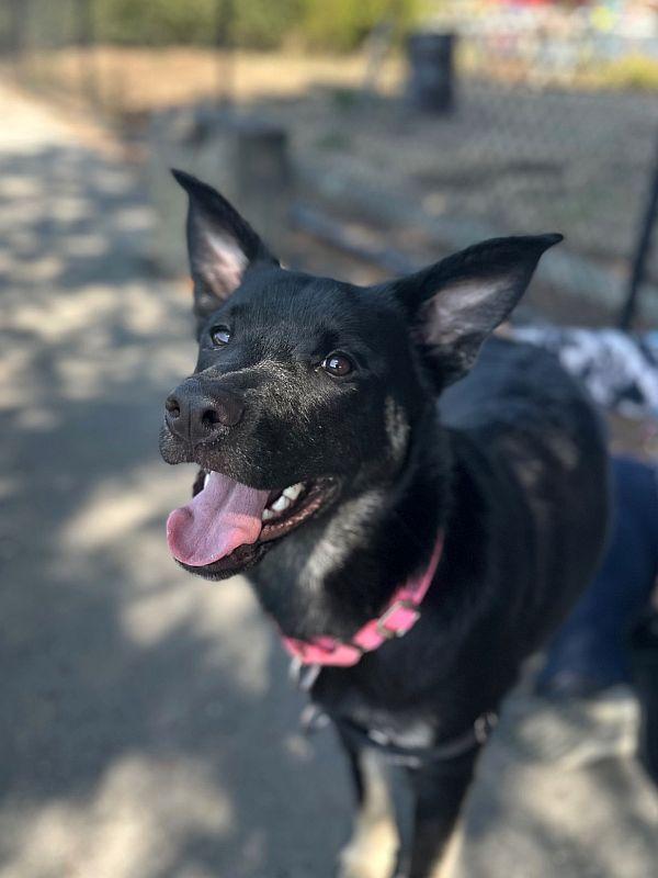Stella