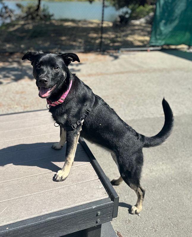 Stella