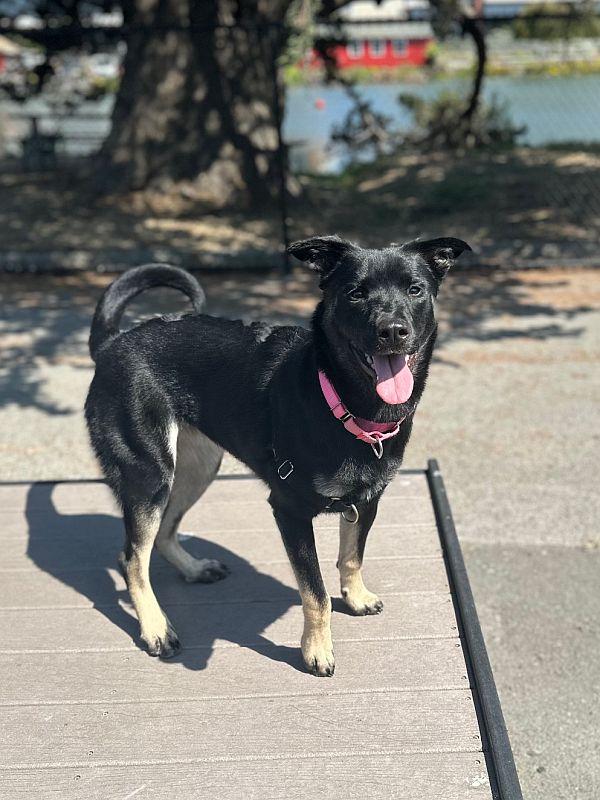 Stella