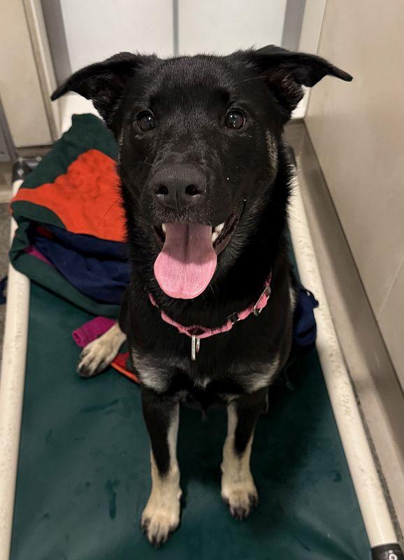 Stella