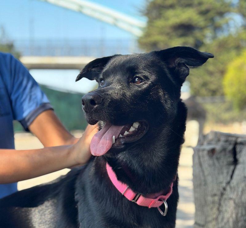 Stella