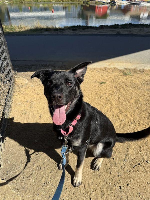 Stella