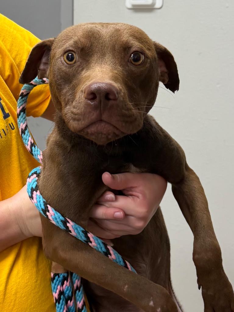 Eddie, Adoptable, Young Male Pit Bull Terrier.