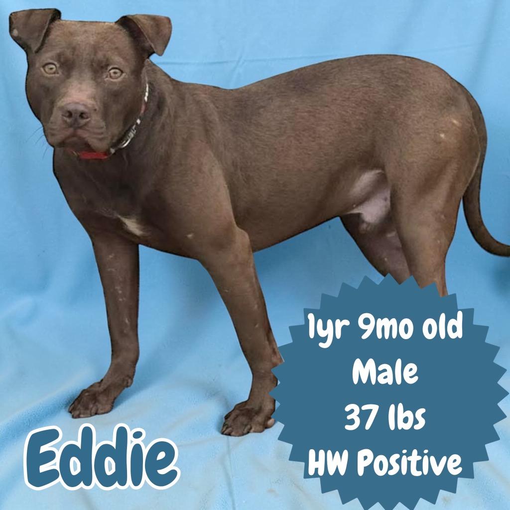 Enlarge Eddie, a Adoptable Pit Bull Terrier in Sorrento, LA image 1/3