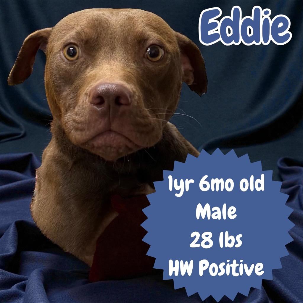 Enlarge Eddie, a Adoptable Pit Bull Terrier in Sorrento, LA image 2/2