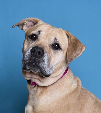 Pippa — thumbnail 2