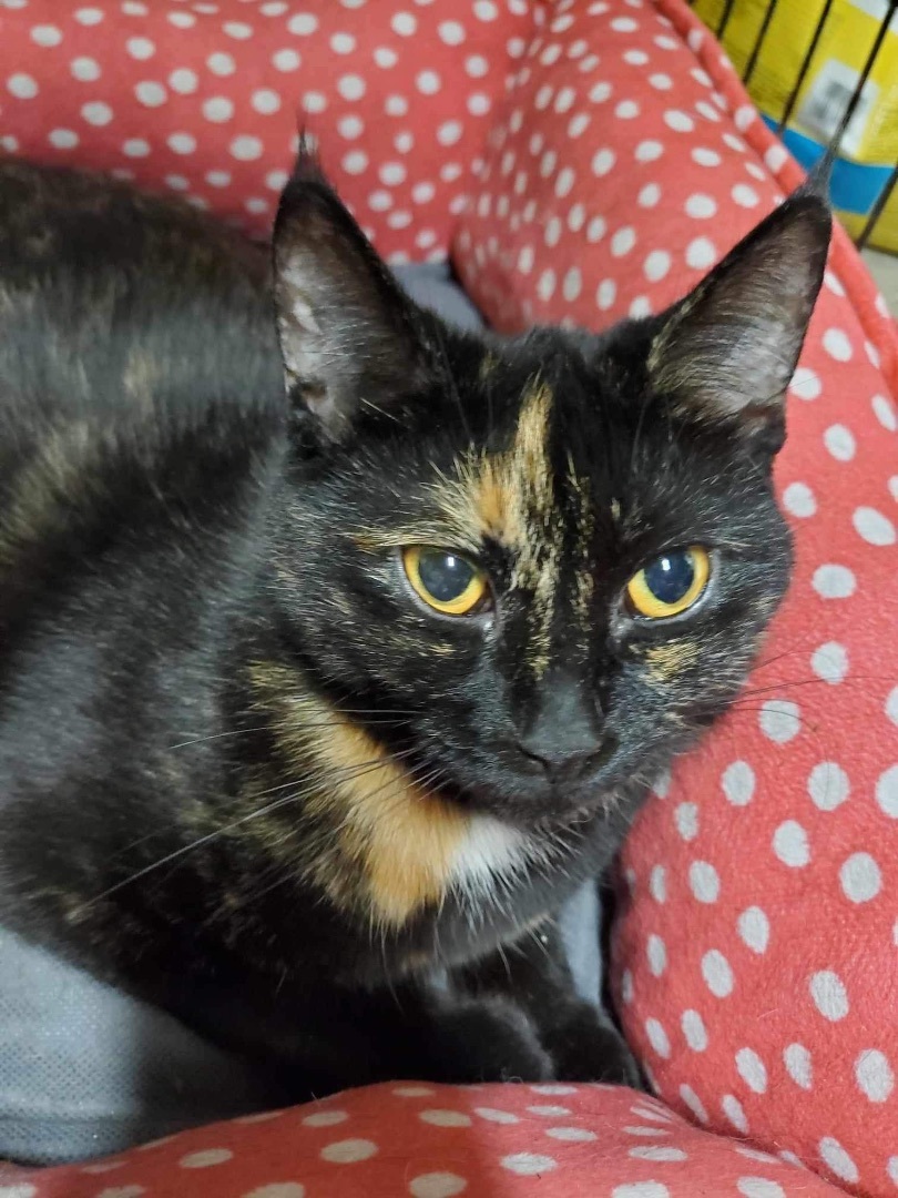 Enlarge Myrtle & Rowena, a Adoptable mixed breed in Greensburg, PA image 4/5