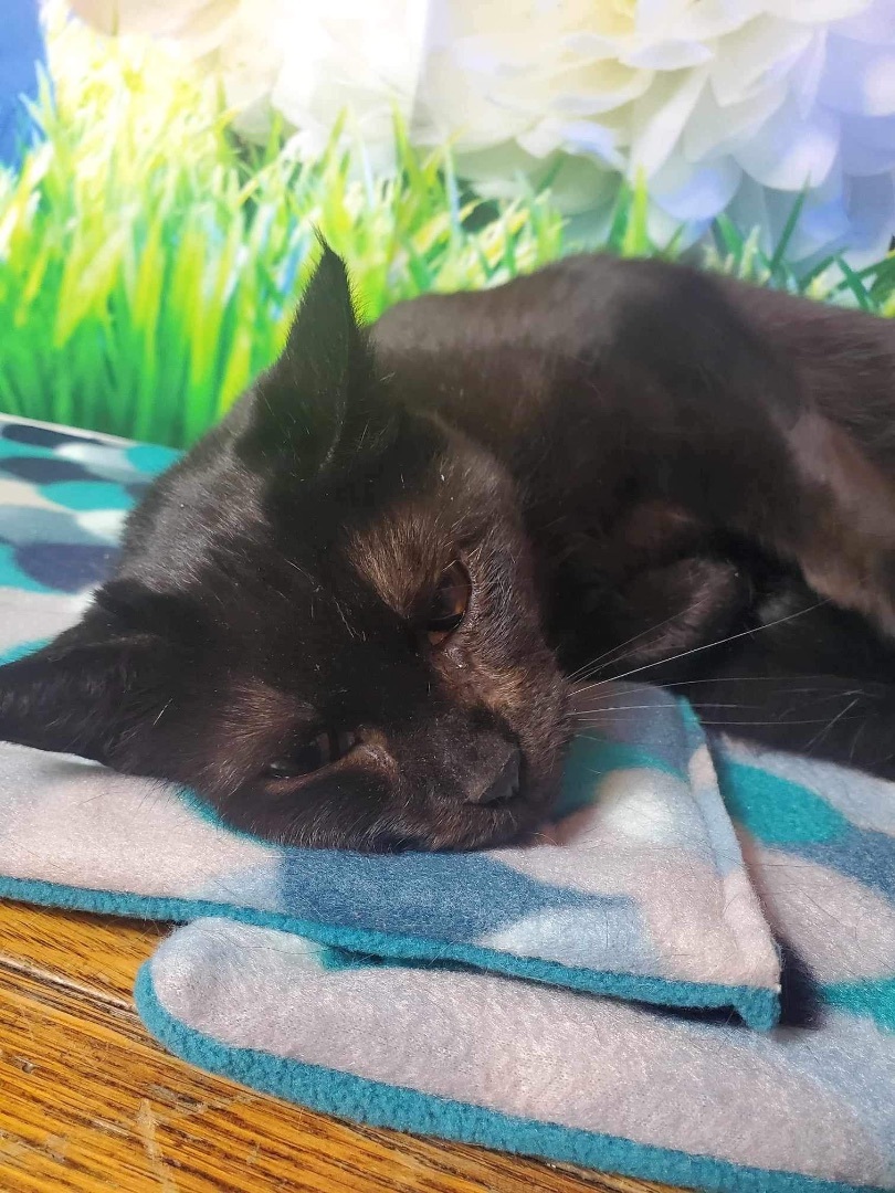 Enlarge Myrtle & Rowena, a Adoptable mixed breed in Greensburg, PA image 5/5