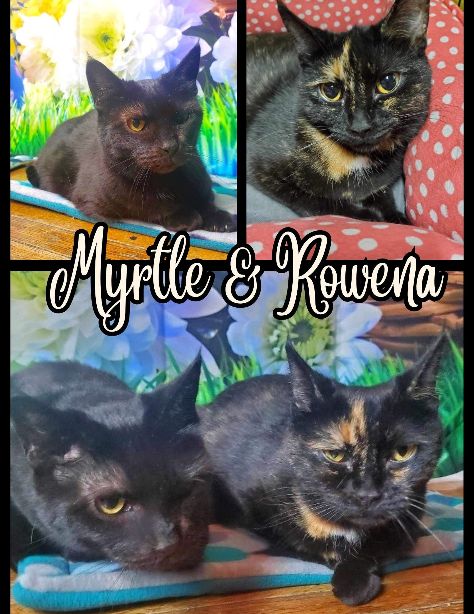 Enlarge Myrtle & Rowena, a Adoptable mixed breed in Greensburg, PA image 1/5