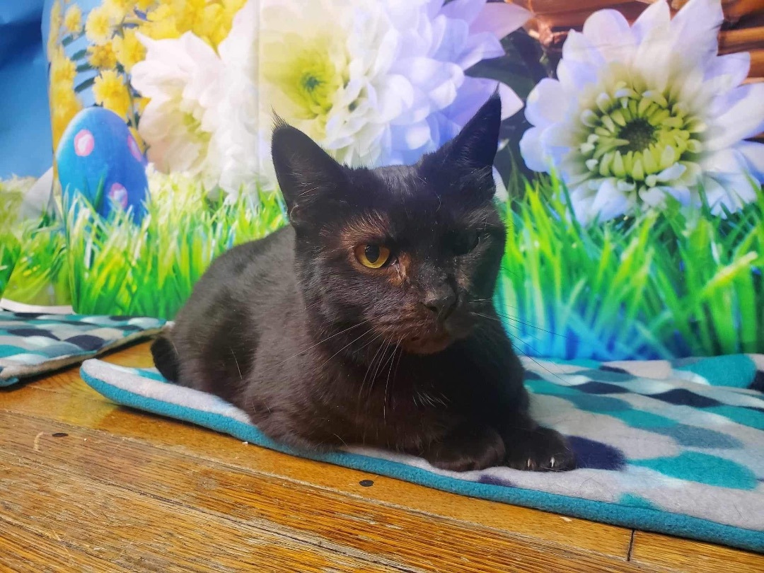 Enlarge Myrtle & Rowena, a Adoptable mixed breed in Greensburg, PA image 3/5