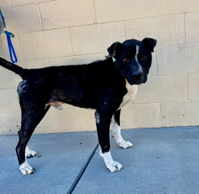 RALPH, Adoptable, Adult Male Pit Bull Terrier & Mixed Breed.