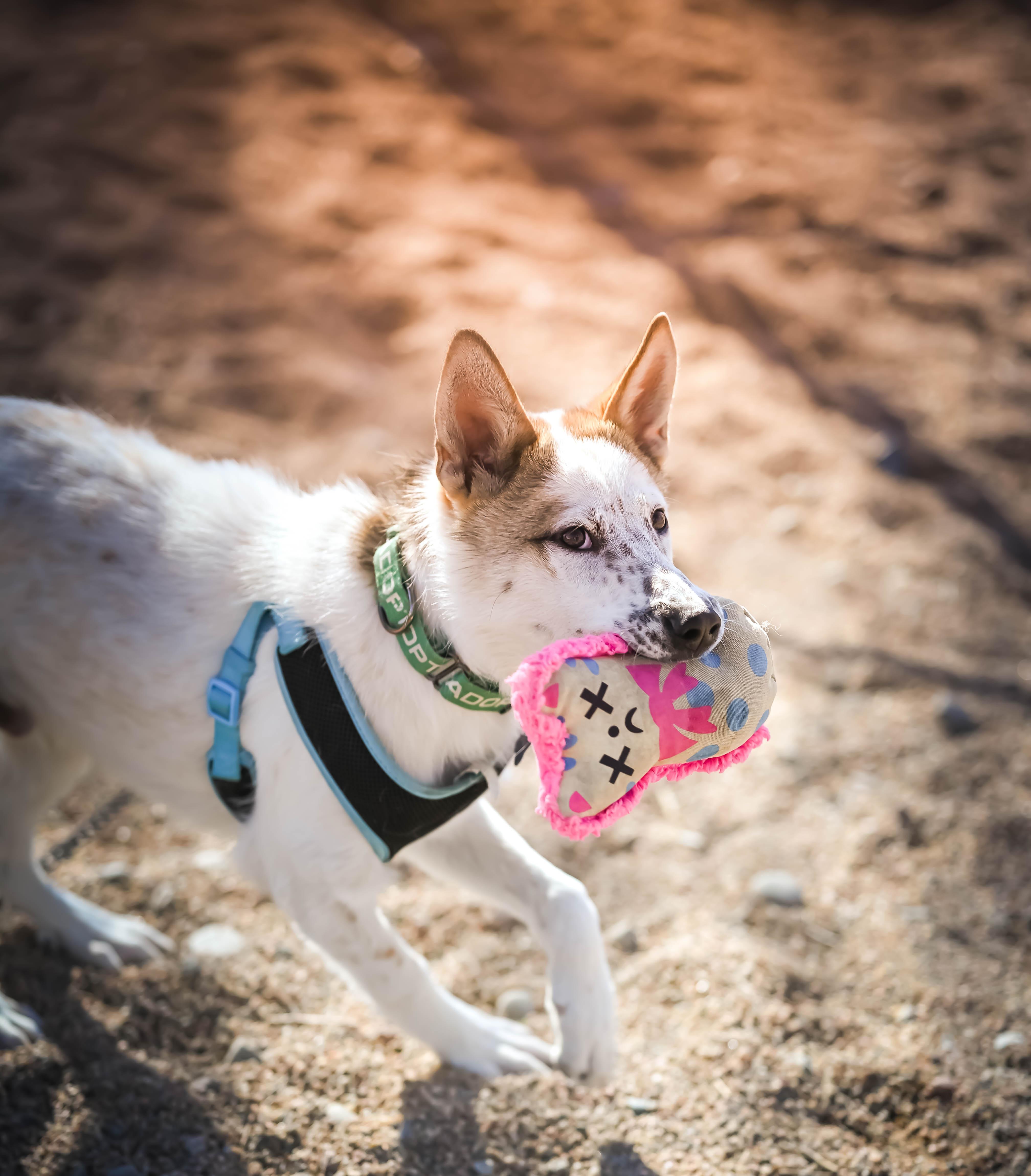 Enlarge Yaeger, a ADOPTABLE mixed breed in Pueblo, CO image 3/4
