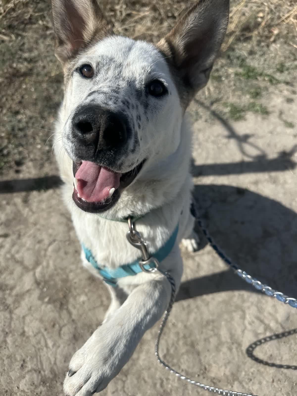 Enlarge Yaeger, a ADOPTABLE mixed breed in Pueblo, CO image 2/4