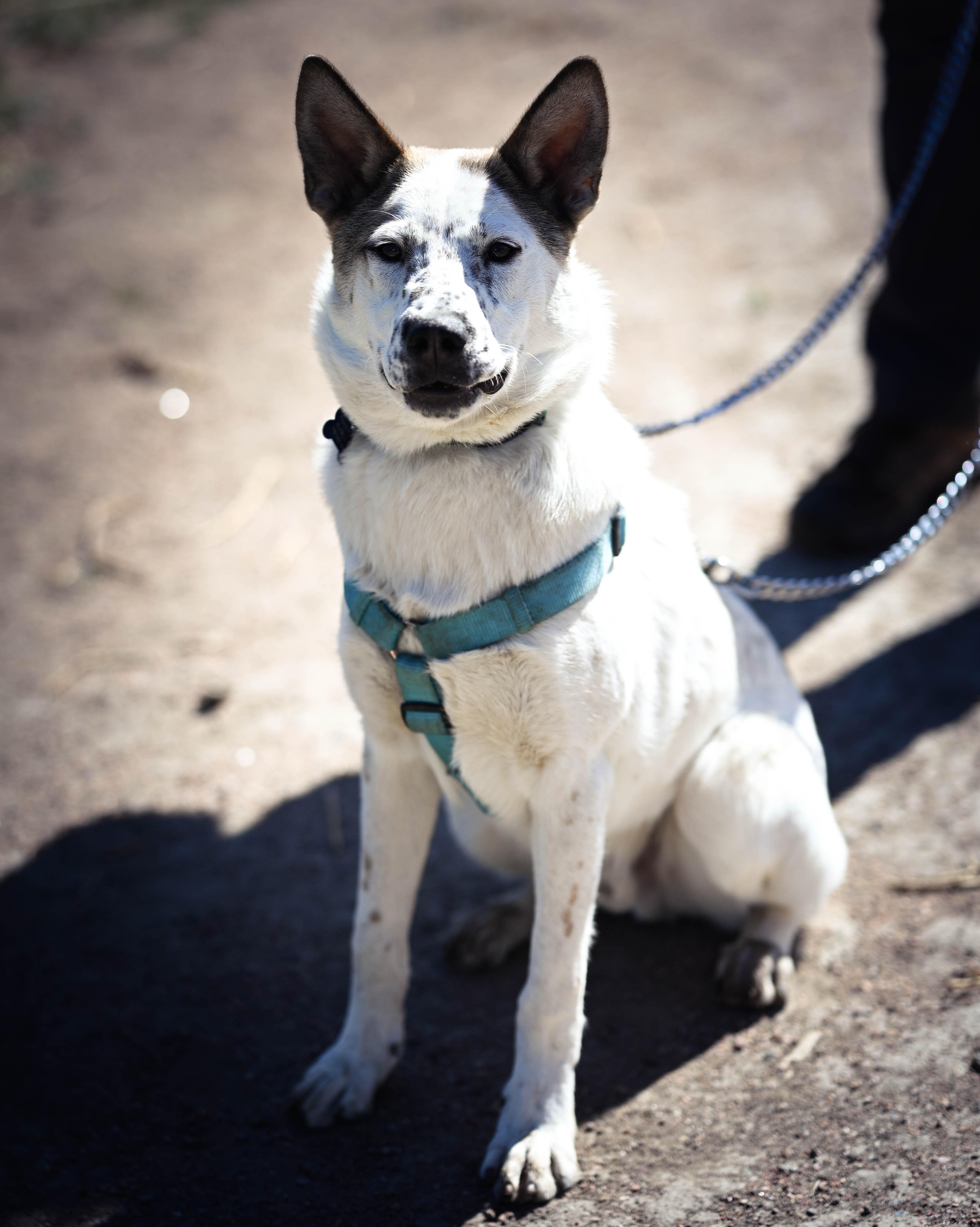Yaeger, ADOPTABLE, Young Male Australian Cattle Dog / Blue Heeler.
