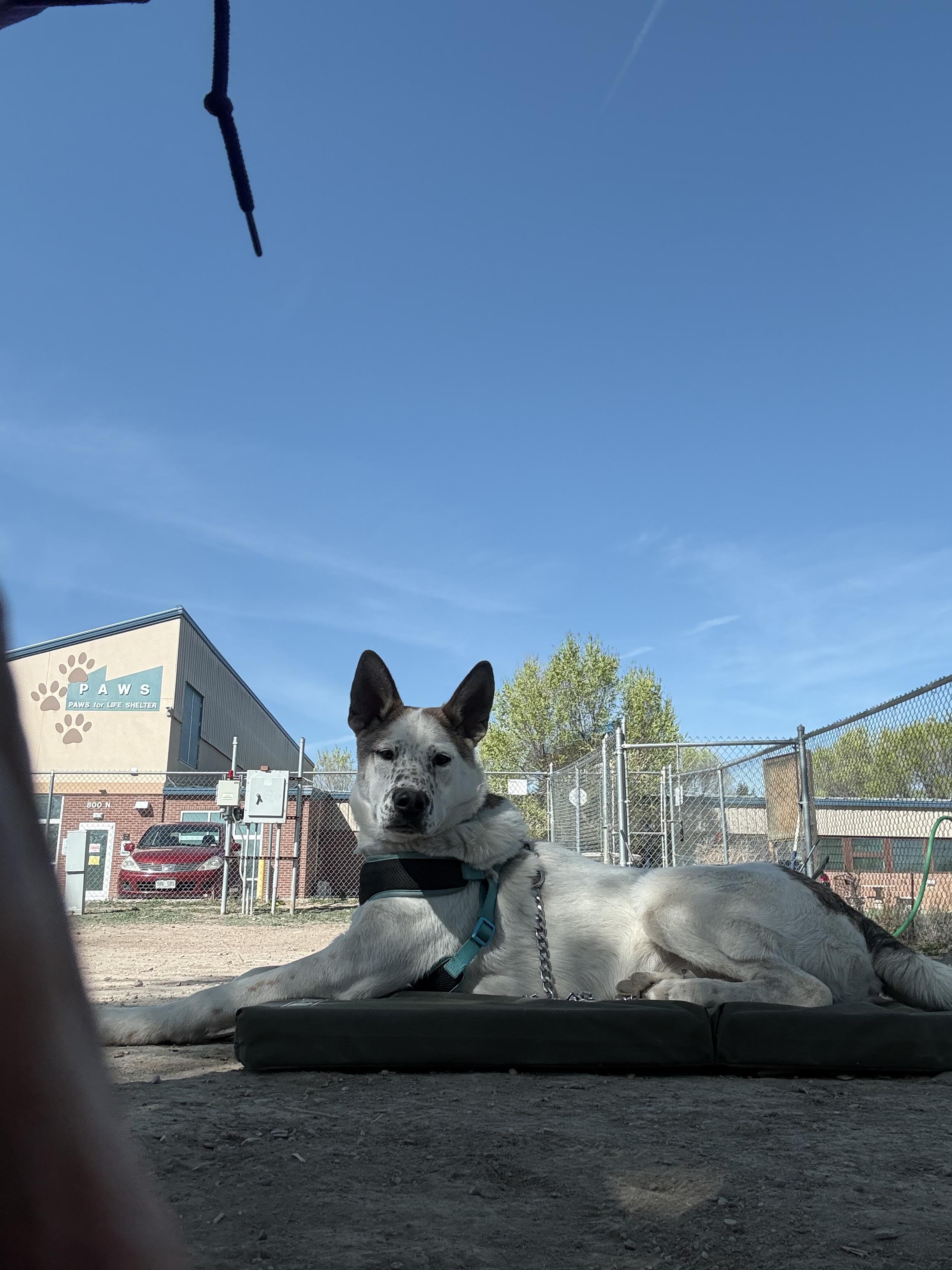Enlarge Yaeger, a ADOPTABLE mixed breed in Pueblo, CO image 4/4