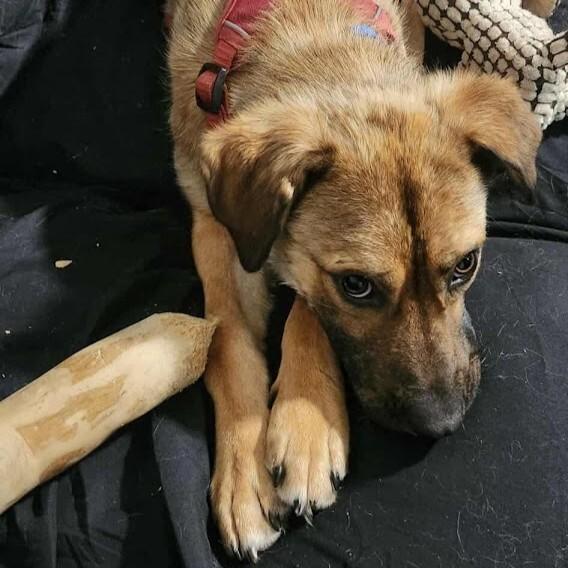 Enlarge Bingo, a Adoptable Mixed Breed in Athens, ON image 1/6