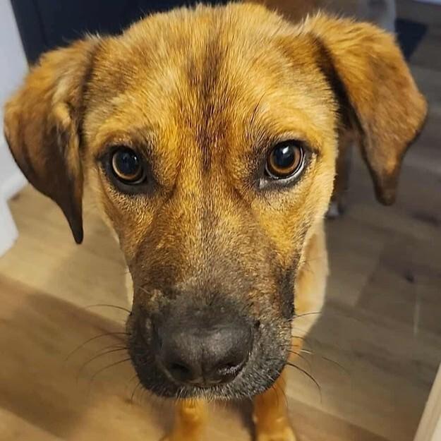 Enlarge Bingo, a Adoptable Mixed Breed in Athens, ON image 2/6