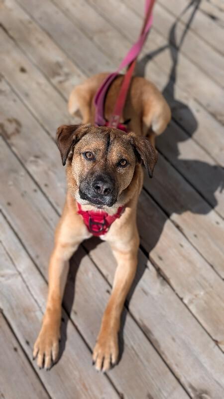 Enlarge Bingo, a Adoptable Mixed Breed in Athens, ON image 1/6