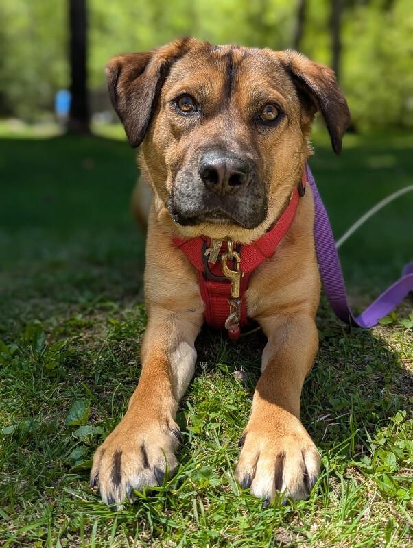 Enlarge Bingo, a Adoptable Mixed Breed in Athens, ON image 2/6