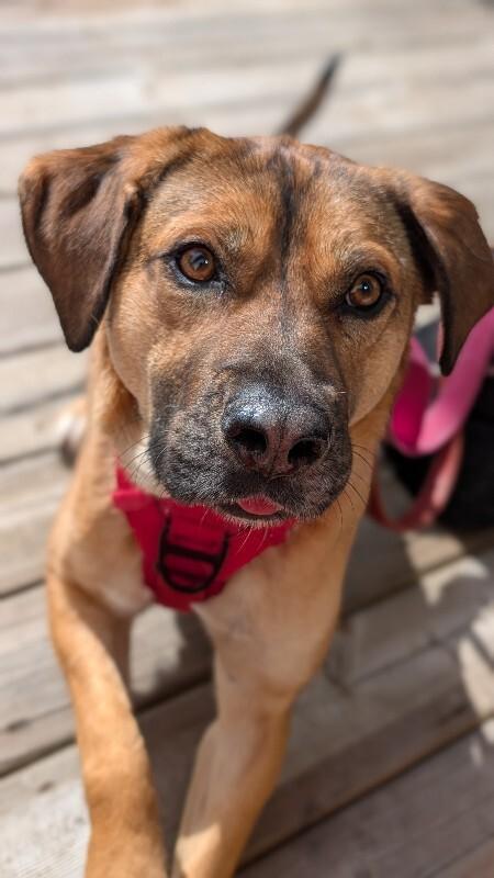Enlarge Bingo, a Adoptable Mixed Breed in Athens, ON image 3/6