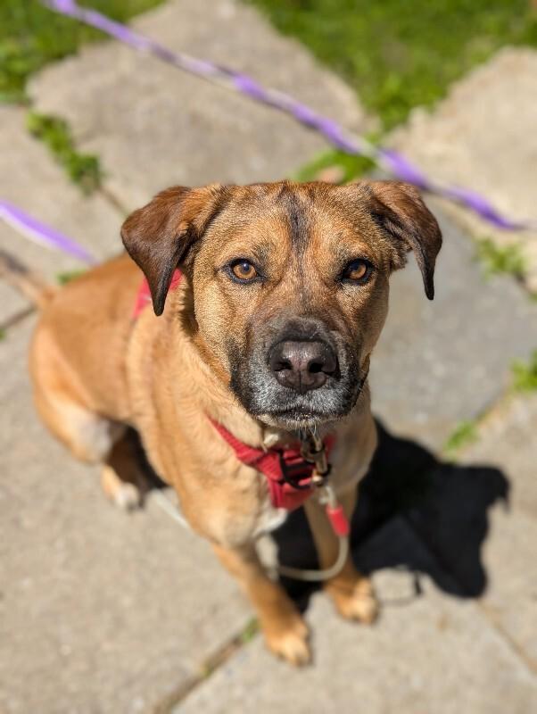 Enlarge Bingo, a Adoptable Mixed Breed in Athens, ON image 4/6