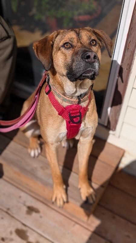 Enlarge Bingo, a Adoptable Mixed Breed in Athens, ON image 5/6