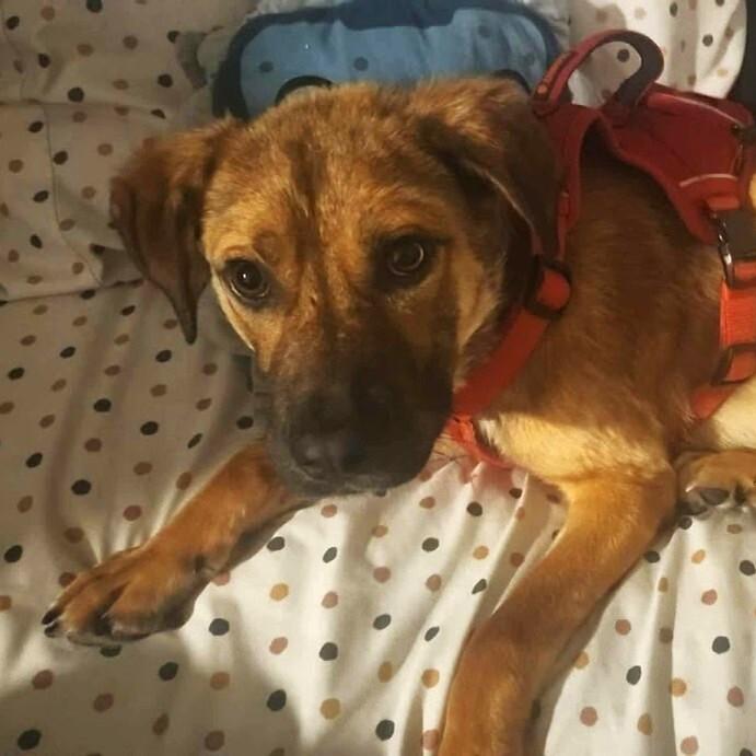 Enlarge Bingo, a Adoptable Mixed Breed in Athens, ON image 3/6