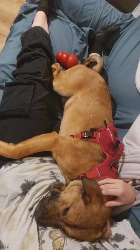 Enlarge Bingo, a Adoptable Mixed Breed in Athens, ON image 4/6