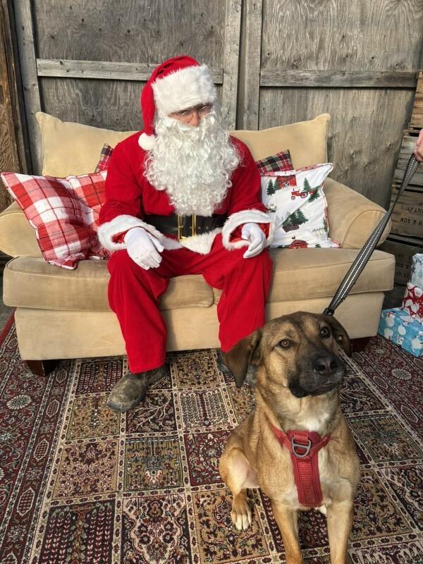 Enlarge Bingo, a Adoptable Mixed Breed in Athens, ON image 5/6