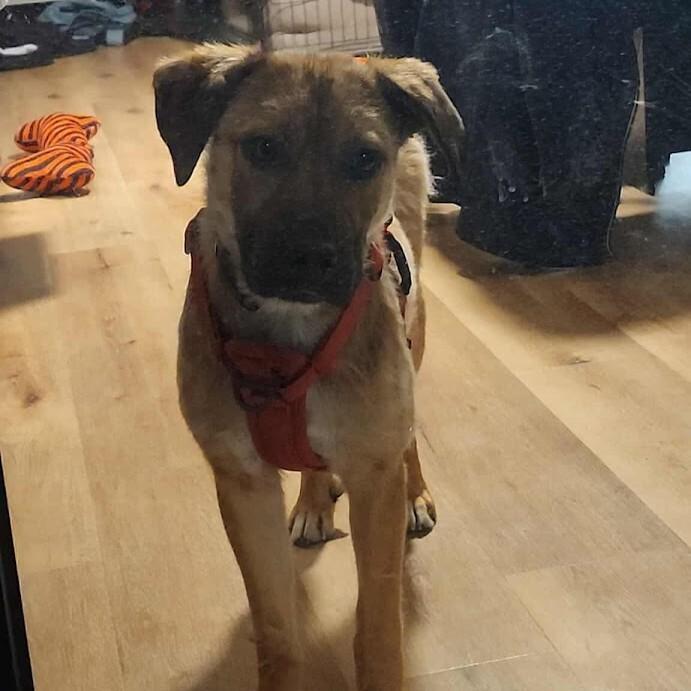 Enlarge Bingo, a Adoptable Mixed Breed in Athens, ON image 6/6