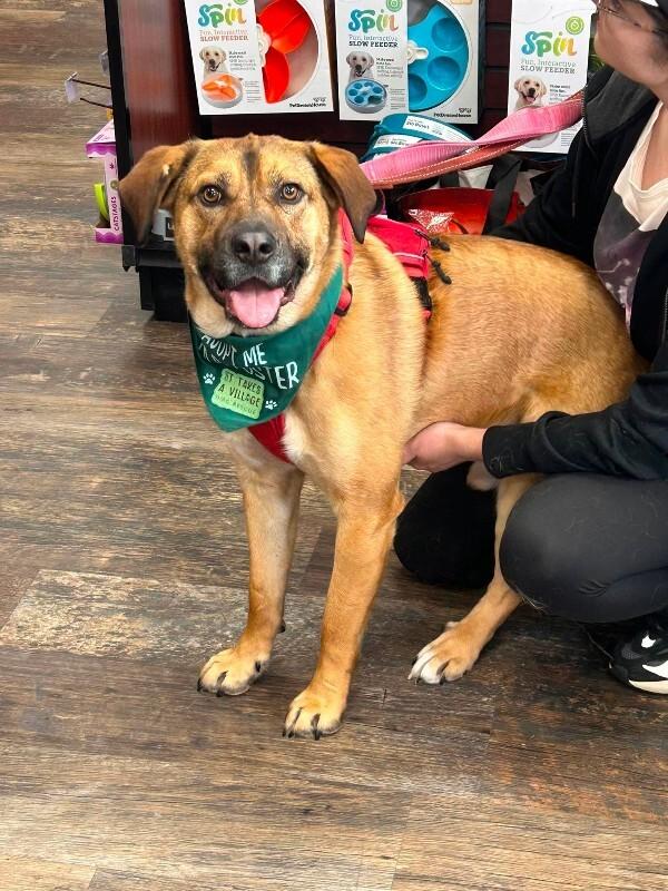Enlarge Bingo, a Adoptable Mixed Breed in Athens, ON image 6/6