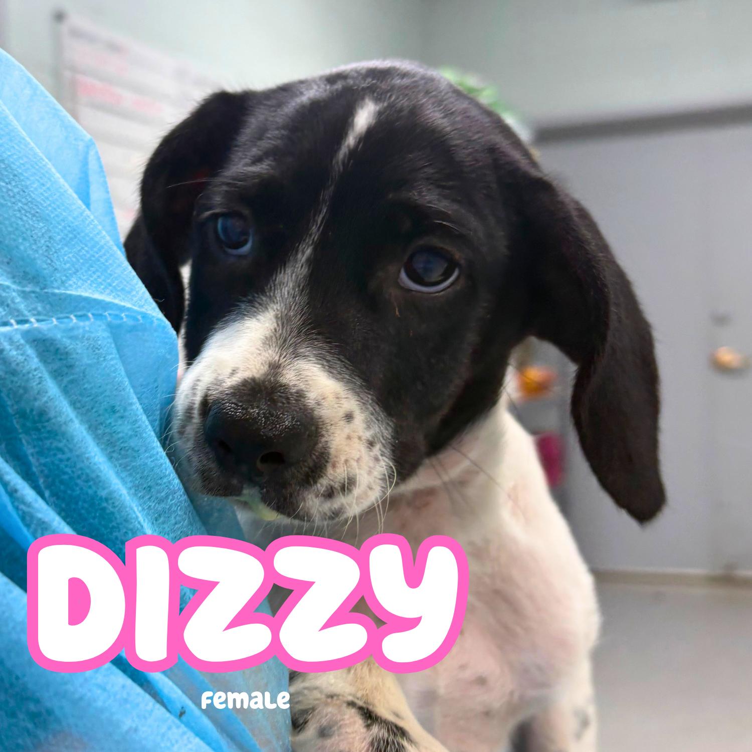 Enlarge Dizzy, a ADOPTABLE mixed breed in Bardstown, KY image 1/1