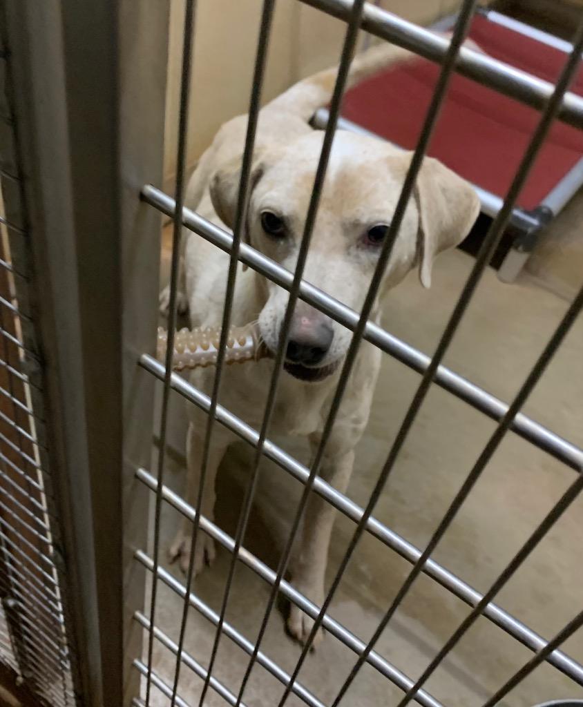 Enlarge Chance, a Adoptable mixed breed in Tucumcari, NM image 3/6