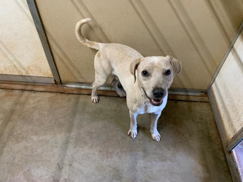 Enlarge Chance, a Adoptable mixed breed in Tucumcari, NM image 4/6