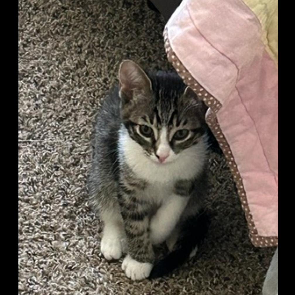 Rollie, Adoptable, Kitten Female Domestic Short Hair.