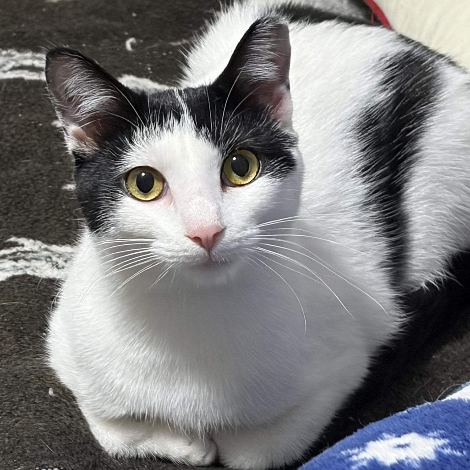 Enlarge Vanessa, a Adoptable Domestic Short Hair in East Amherst, NY image 1/6