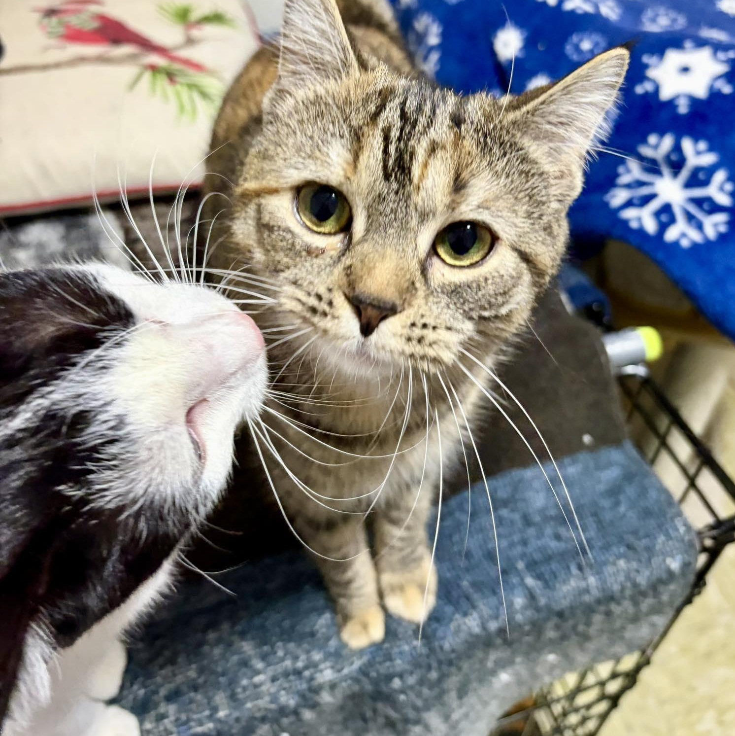 Enlarge Vanessa, a Adoptable Domestic Short Hair in East Amherst, NY image 6/6